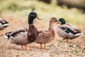 Zoo Canard