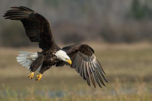 Zoo Aigles