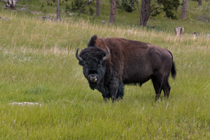 Zoo Bison