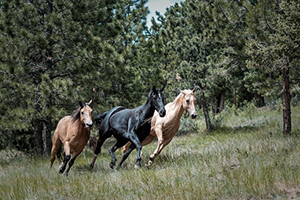 Zoo Chevaux