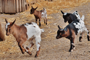 Zoo Chèvres