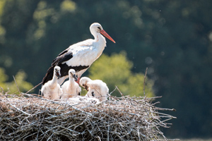 Zoo Cigogne