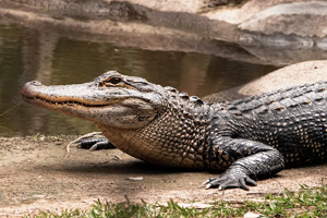 Zoos Crocodile