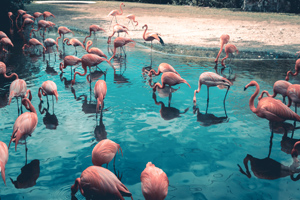 Zoo Flamant Rose