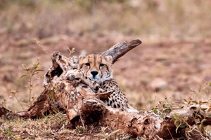 Zoo Guépard