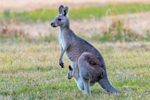 Zoo Kangourou