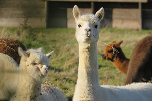 Zoo Lama