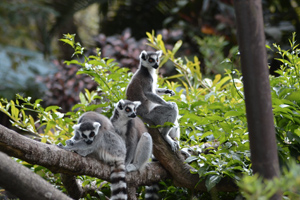 Zoo Lémurien