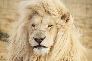 Zoo Lion