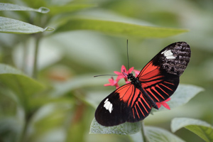 Zoo Papillon