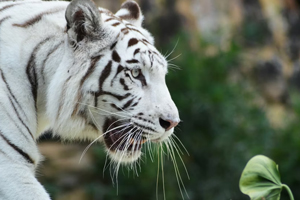 Zoo Tigre Blanc