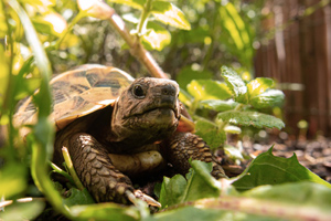 Zoo Tortue