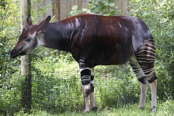 7 Zoos en France où vous pouvez dormir avec les animaux - Zoos ...